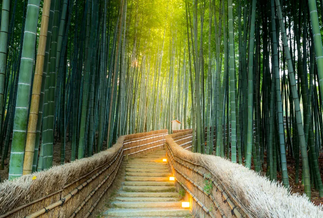 【京都經典一日遊】金閣寺・嵐山・伏見稻荷大社・奈良公園｜可選擇大阪、京都出發-12