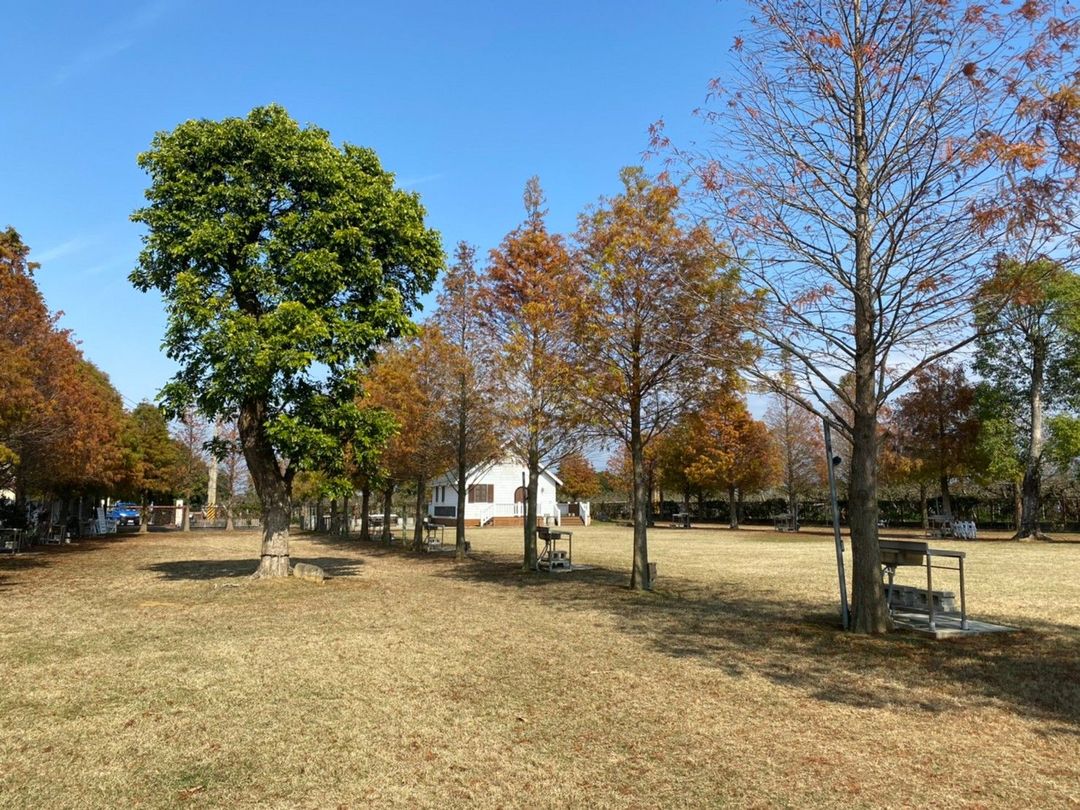 水玉妮光GC花園露營｜超美落羽松！-【自搭帳】落羽松區，10x8米大營位-3