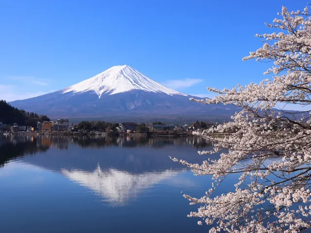 残雪の富士山を背景に、桜並木を楽しめる河口湖スポットも！