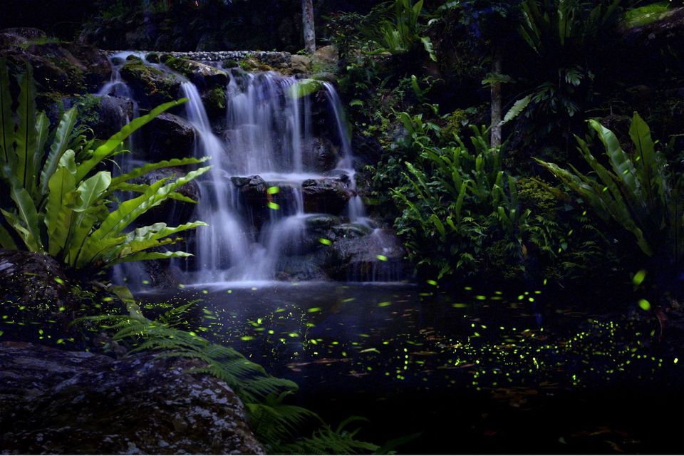 南洋62之森-【自搭帳】小廣場區 8MX5M｜可車宿-2