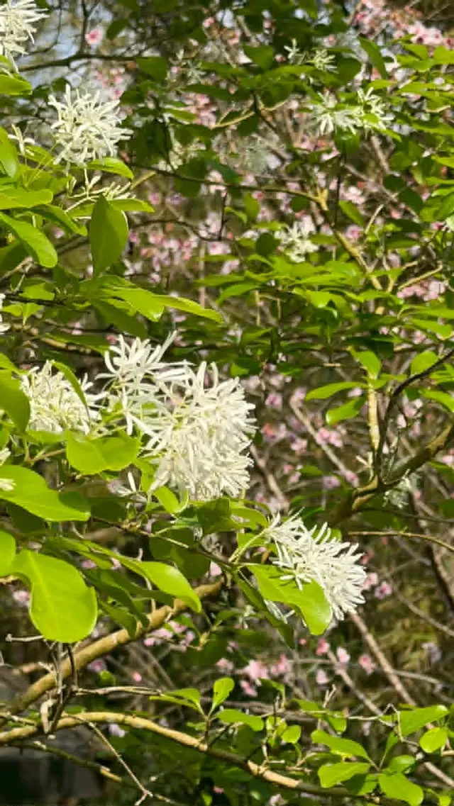 拾階莊園｜豪華露營體驗  近內灣老街-【露營】三階｜免裝備六人露營體驗-8