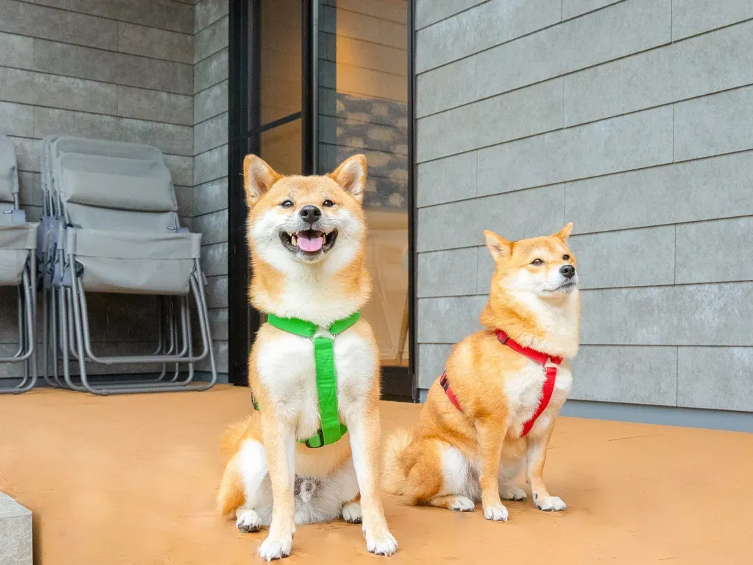 Rakuten STAY VILLA 阿蘇黑川-5