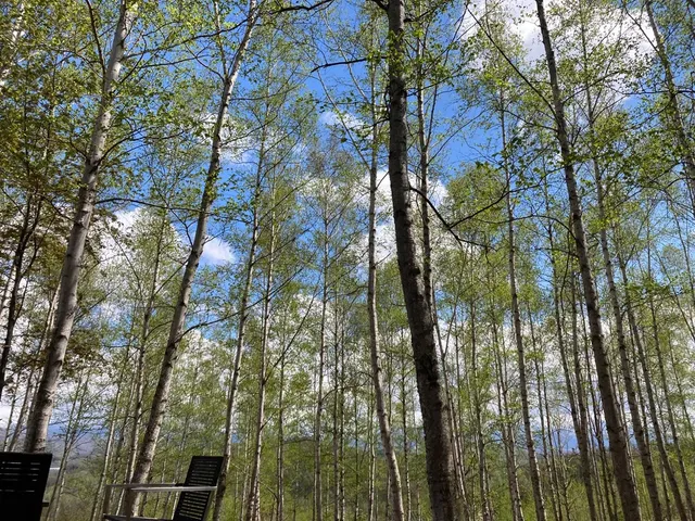 新緑の頃