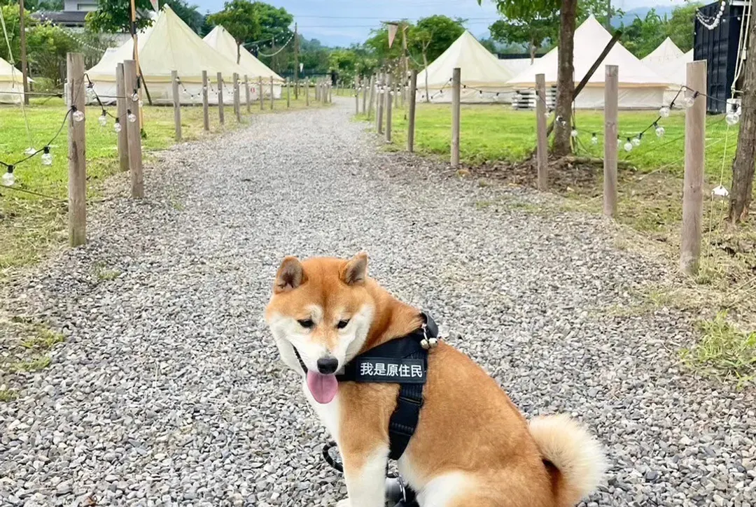 田野森農場｜一泊二食、獨立包區、寵物友善