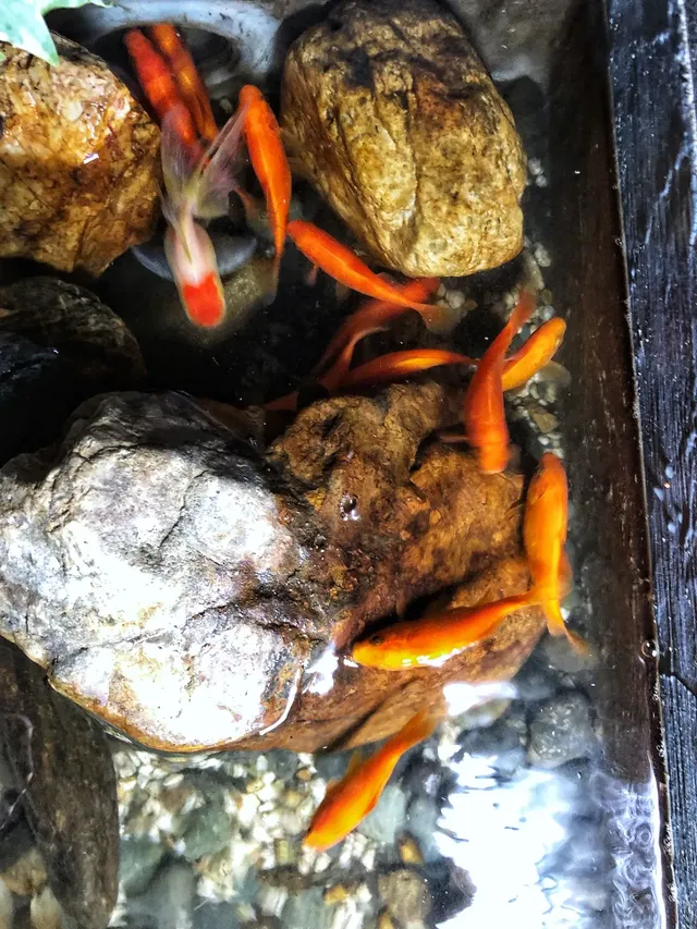 金魚池