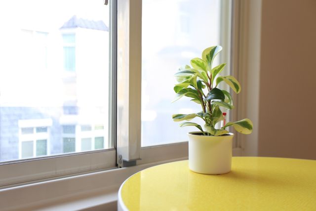 스로우 베드 앤 브렉퍼스트 (Cause a slow one. Slow bed and breakfast)-Double courtyard room-8