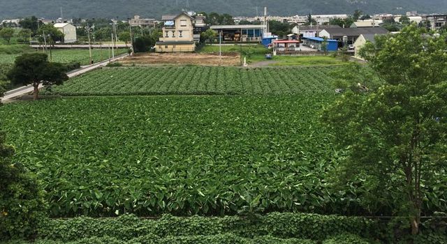 眺望田園風光