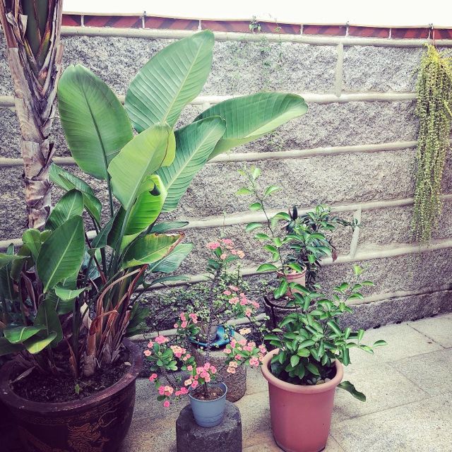 花草是天井最好的朋友，恣意享受著陽光與月光