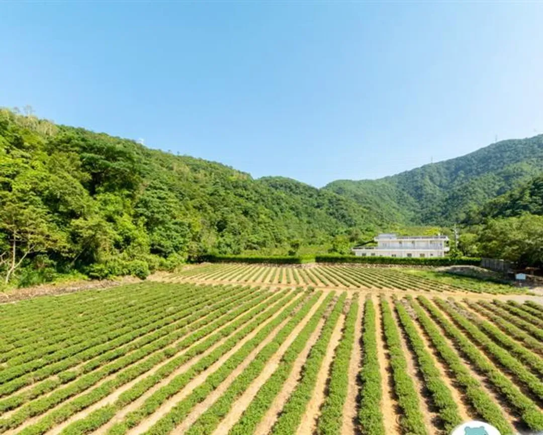 leshan ring tea