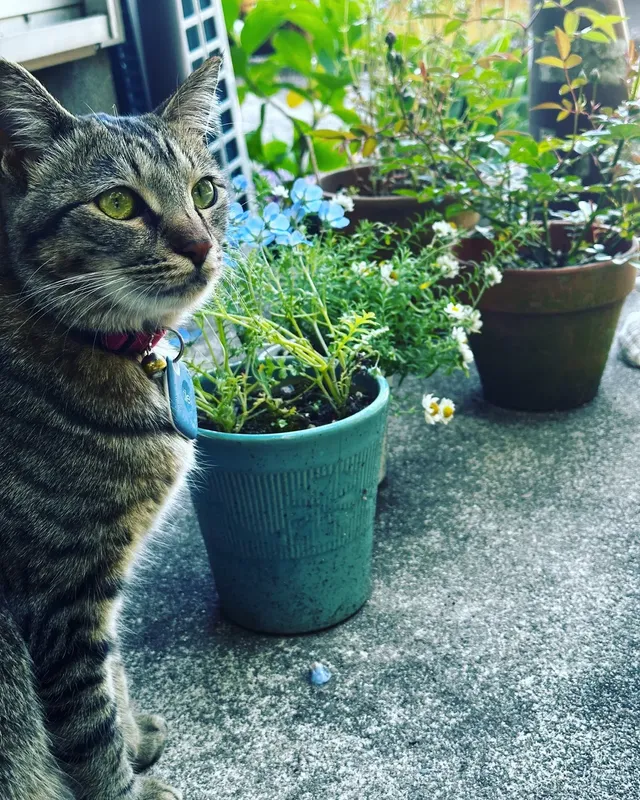 ゲストハウスに出没するうちん猫