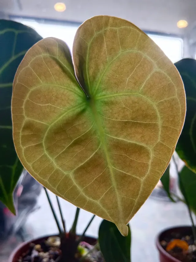 照片不夠6張，只好用我種的圓葉花燭充數?