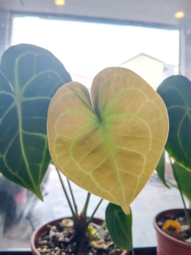 照片不夠6張，只好用我種的圓葉花燭充數?