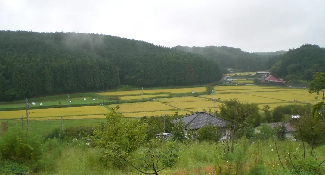 柿农园