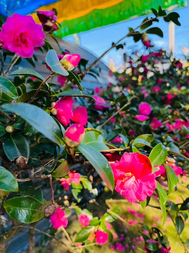 戶外小花園