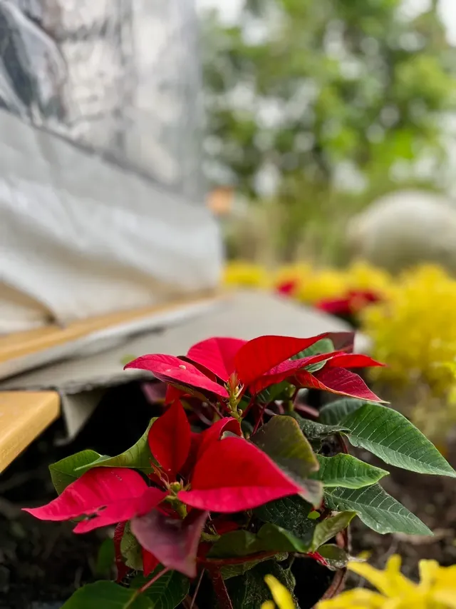 室友戶外小花園