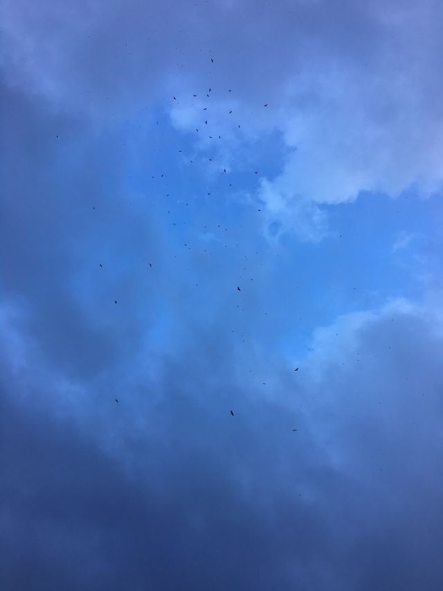 10月園區天空賞鳥 國慶鳥
