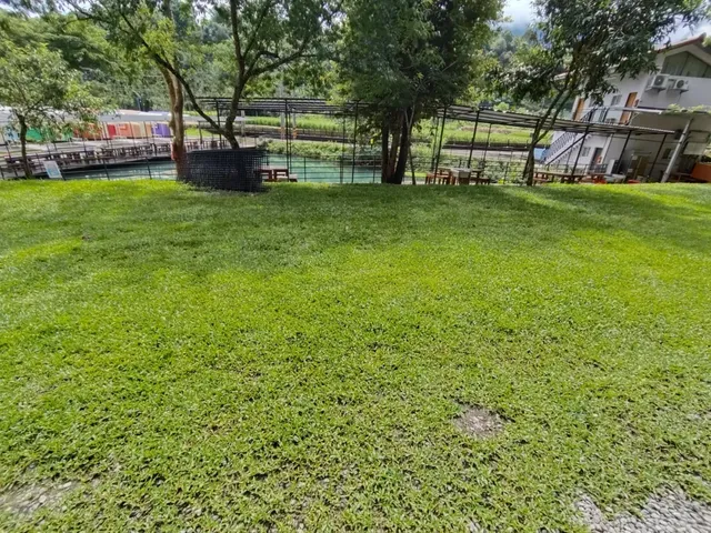 小A草地