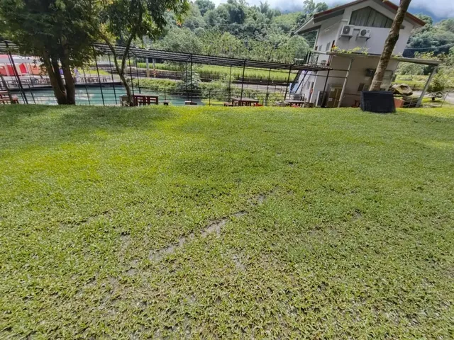 小A草地