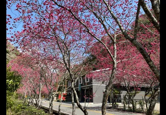 清境微楓渡假民宿 l 免費早餐-豪華四人房-12