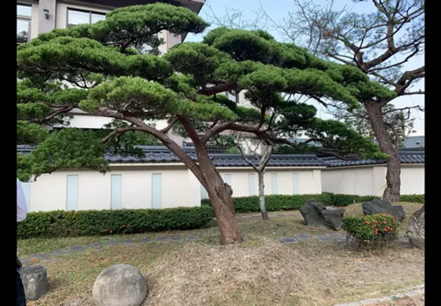 清境微楓渡假民宿 l 免費早餐-標準四人房-5