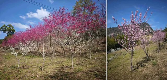 花園（櫻花、黃金風鈴木...等數十種花樹）