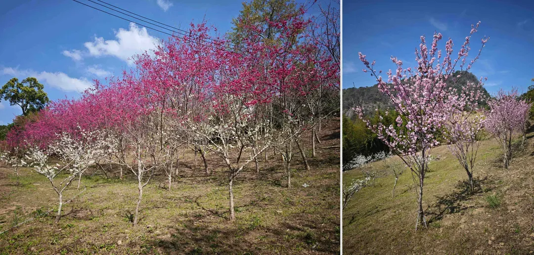 山林间－露营.旅居 | 原住民部落、生活机能便利