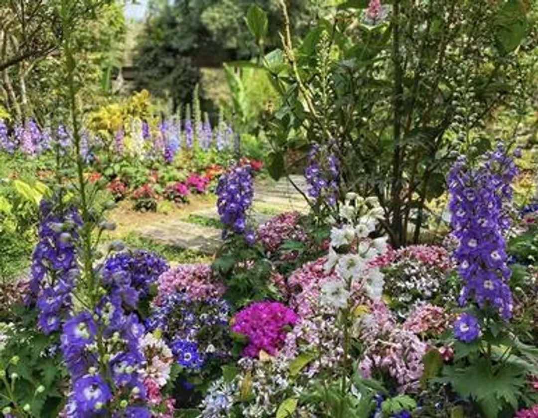 [High-Speed Rail Holiday] A one-day itinerary including Taichung Lavender Forest, Dongshi Forestry, and Fengjia Night Market.