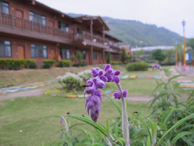 清境雲之瀑休閒景觀渡假村 | 南投8-14人包棟 | 寵物友善 | 烤肉&大草坪-A區-4人樓中樓-7
