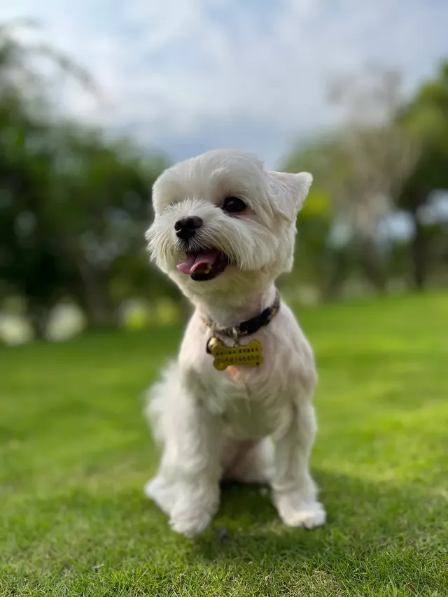 一房免費招待一小犬