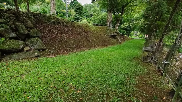 麗德營_樟樹7