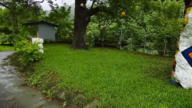 麗德營_樟樹3