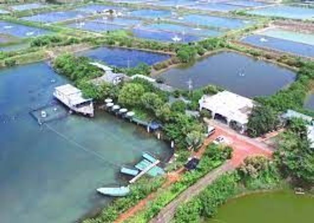 台南欖人生態民宿｜鄰近七股潟湖/四草濕地 、豐富生態體驗-湖景3-6
