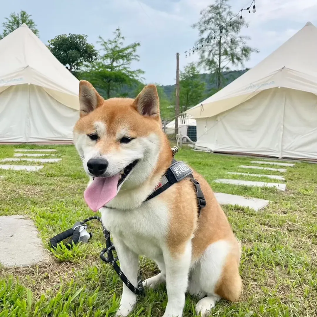田野森農場｜一泊二食、獨立包區、寵物友善