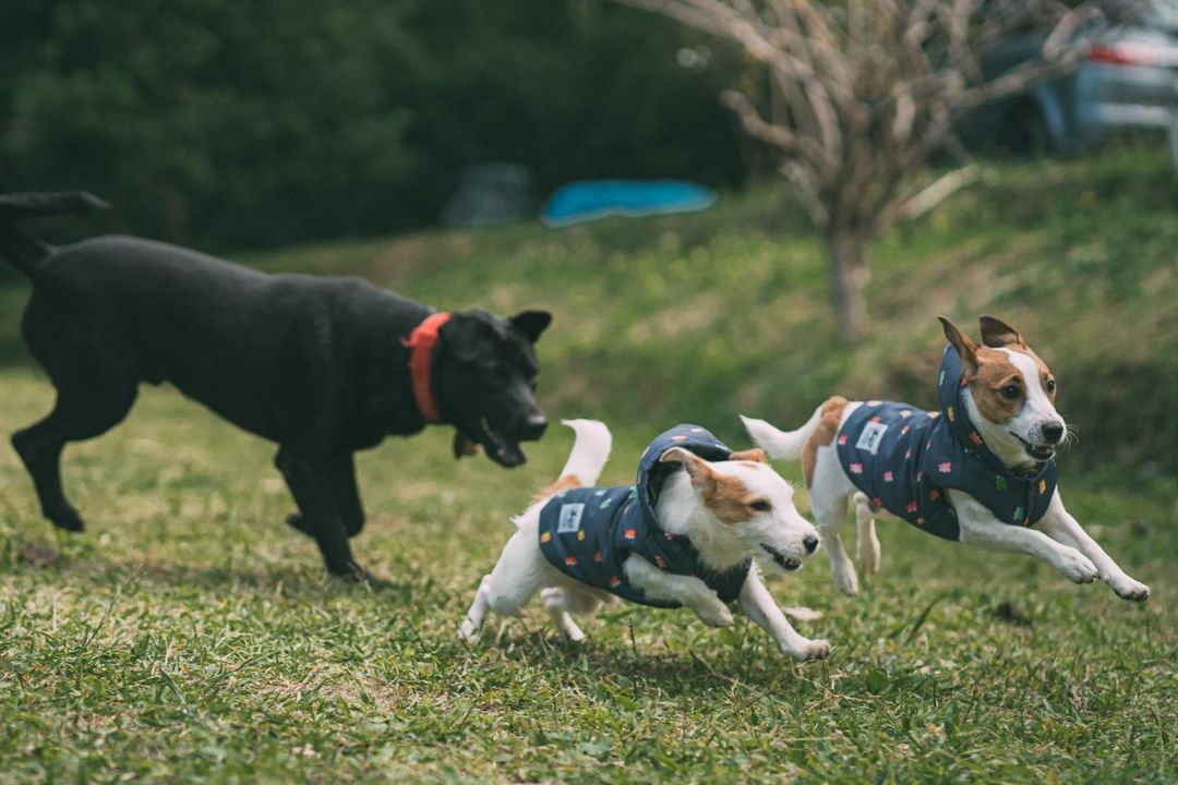 逗留營地 l-【自搭帳】C區營位 5Mx8M-8