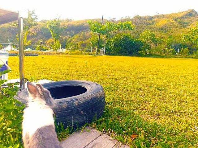 與兔寶寶的"放風時間" -社寮角露營B區