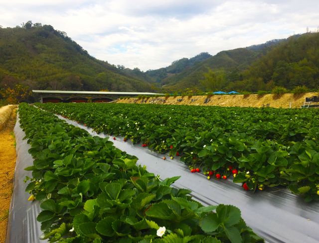 大湖草莓季 in社寮角露營區